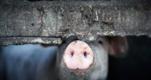 Pierwszy przeszczep świńskich płuc u człowieka – przełomowy zabieg medyczny