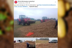 150 ton ziemniaków wyprzedano w 24 godziny przez plotkę. "Sytuacja jak z komedii Barei"