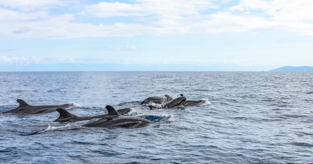 Orki atakują żarłacze białe i zjadają im wątroby – wyjątkowe ujęcia z drona